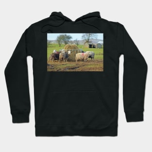 Herwick Sheep having their lunch... Hoodie